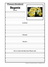 Pflanzensteckbrief-Begonie.pdf
